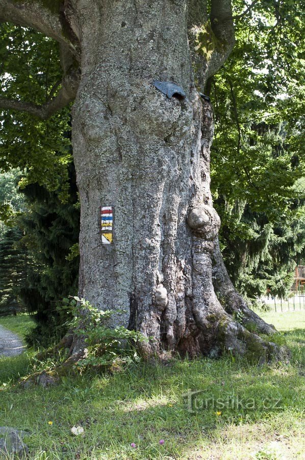 Karlova Studánka – Beech tree near the kindergarten