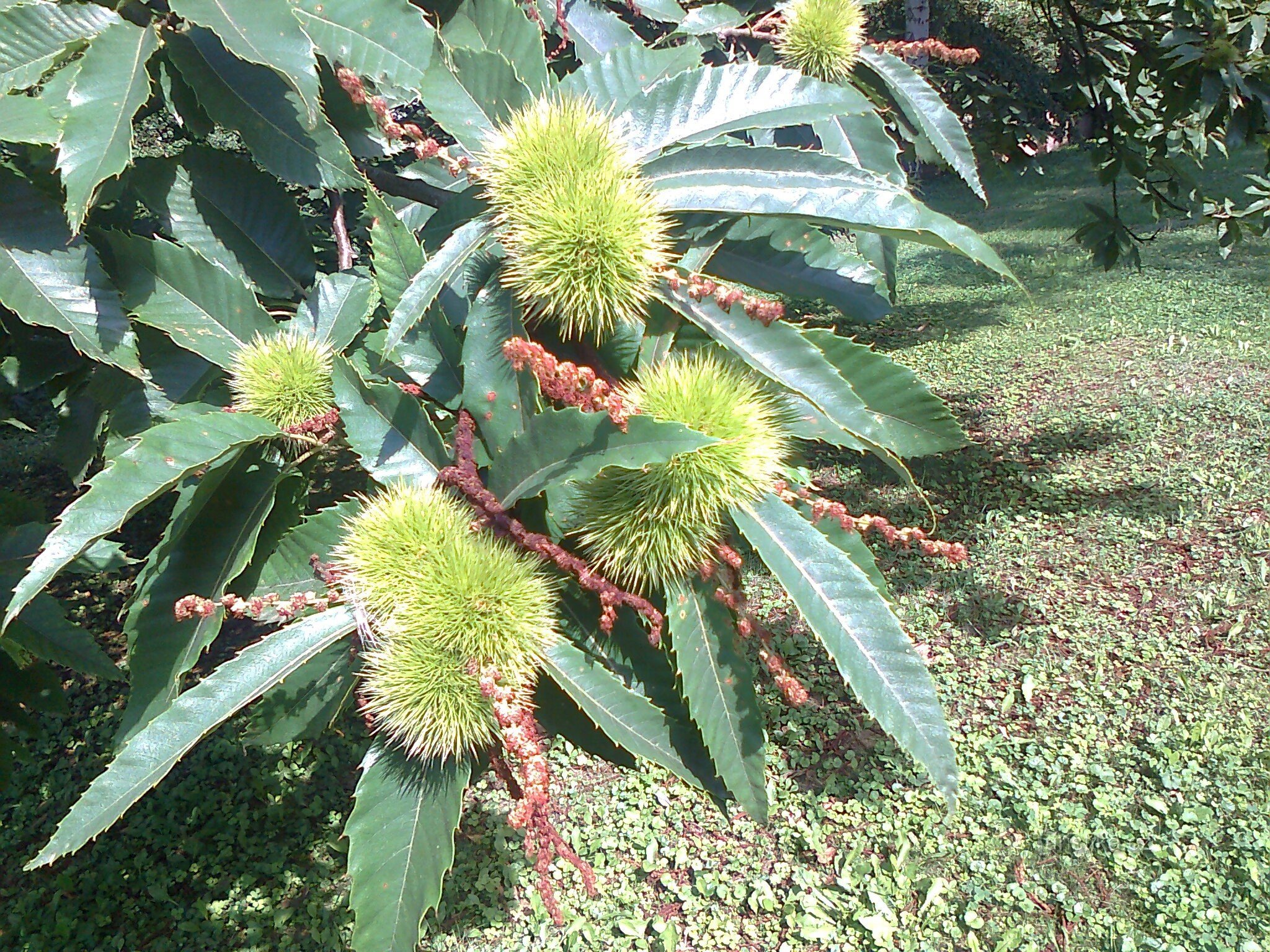 Castaño del jardín del castillo de Radim