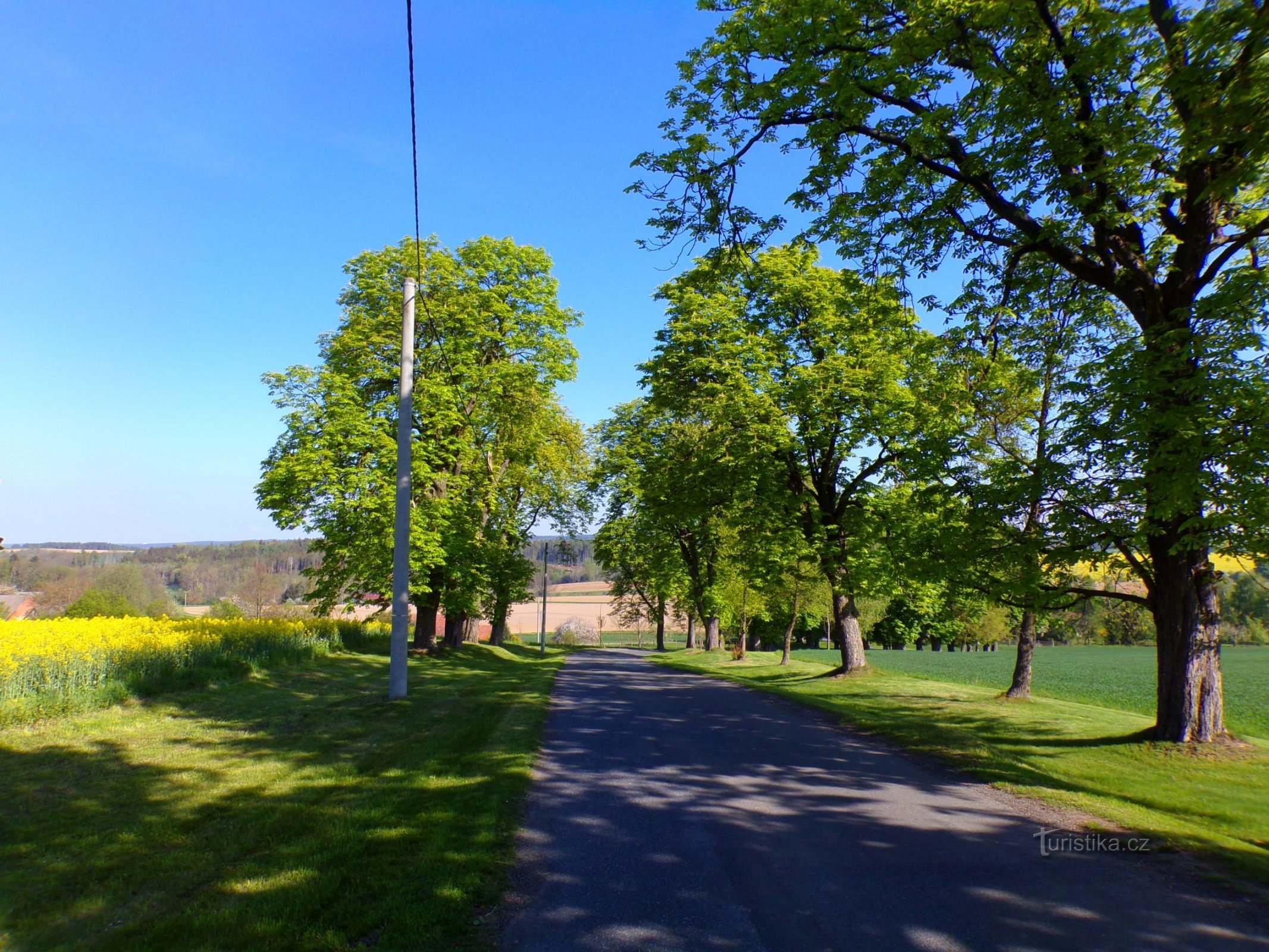 Viale delle castagne a Sebuč (Svinišťany, 8.5.2022 maggio XNUMX)