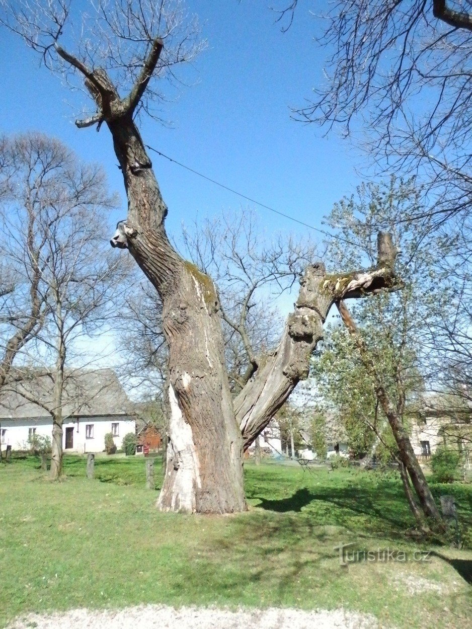 Chestnut tree from the original planting