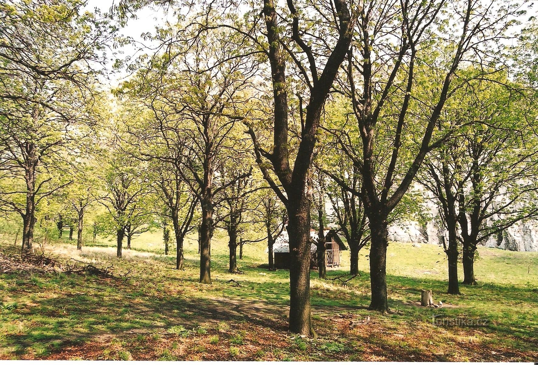 Chestnut grove in Soutěske