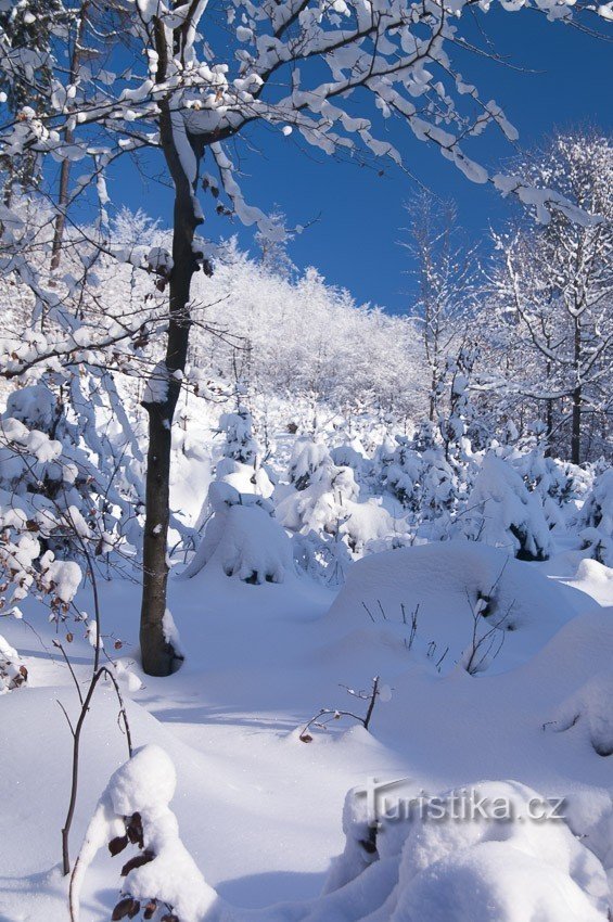 当有新雪时