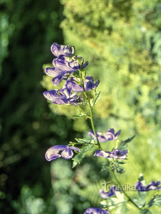 ライムの花が咲く頃