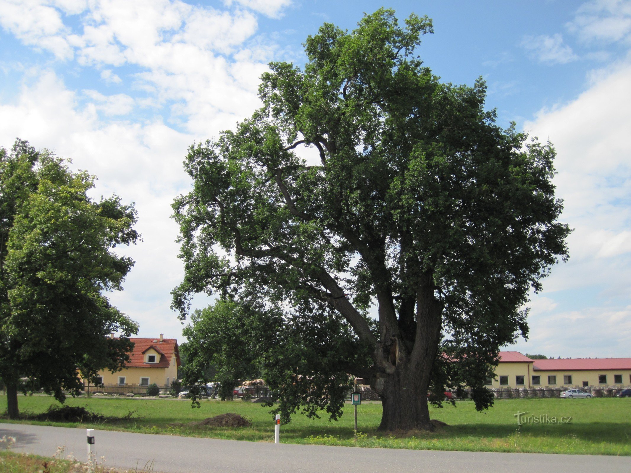 Kepek's oak