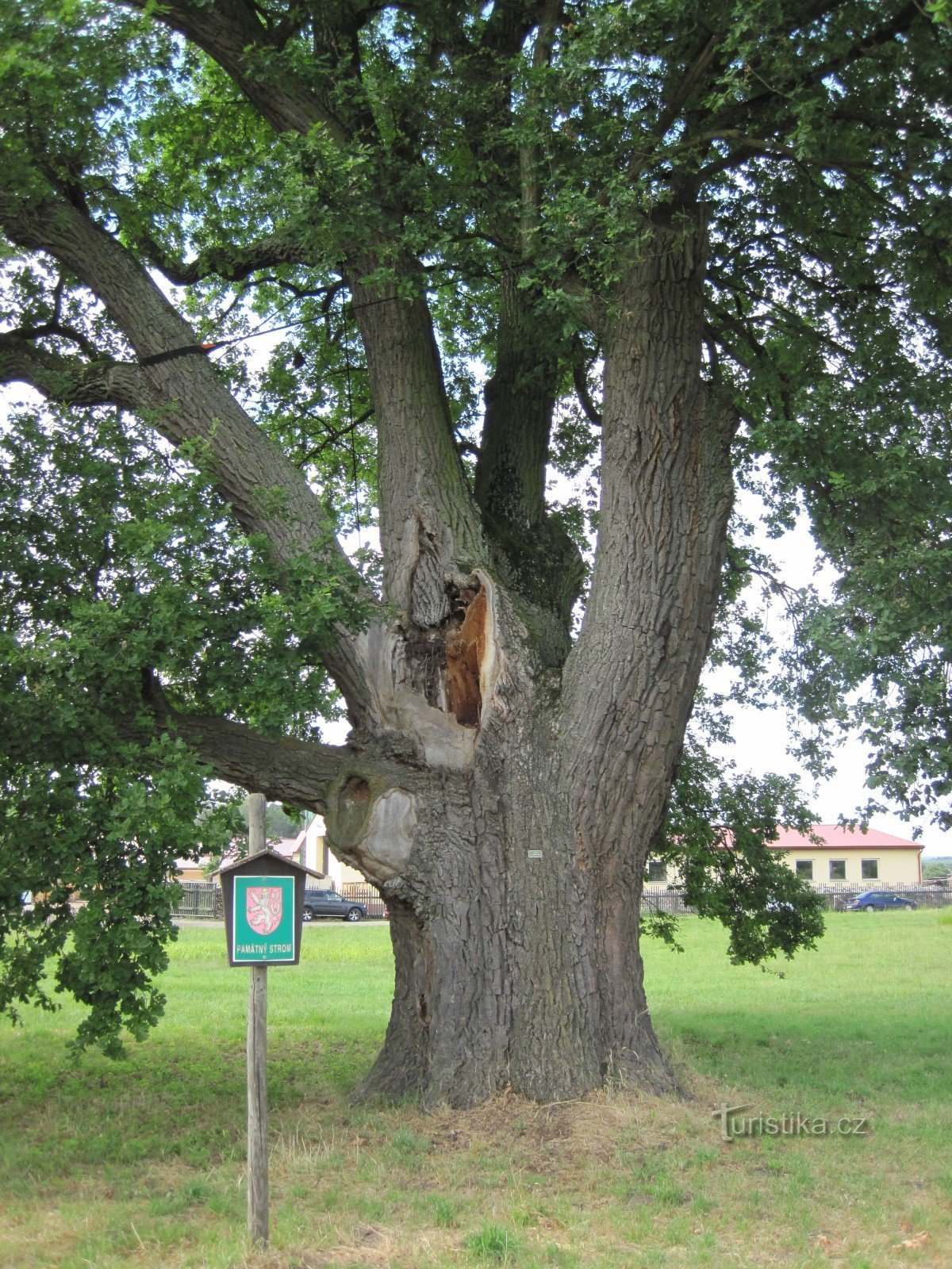 La quercia di Kepek