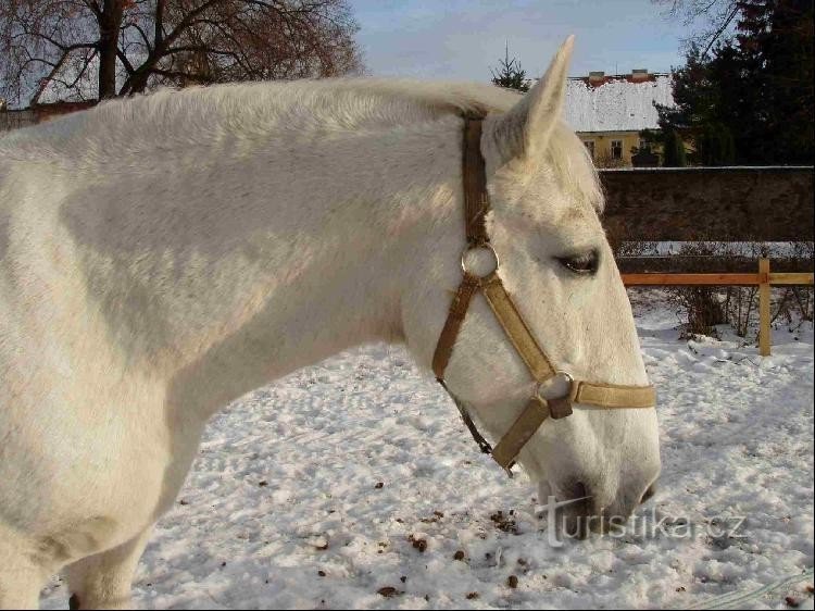 Kladruby hombre blanco