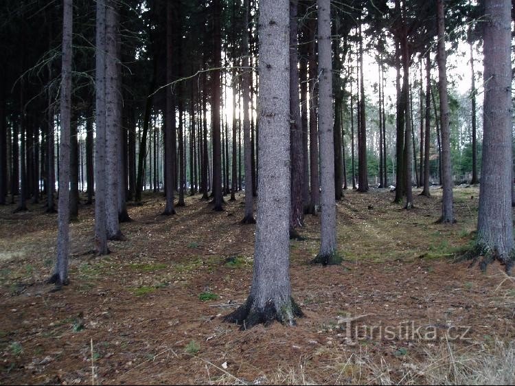 Клановый лес