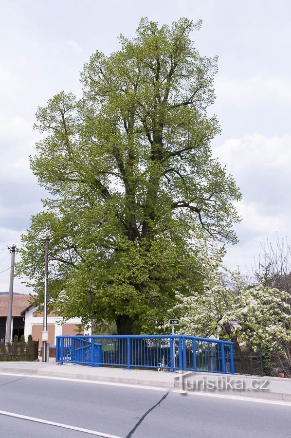 Klášterec - linden U Balcárků