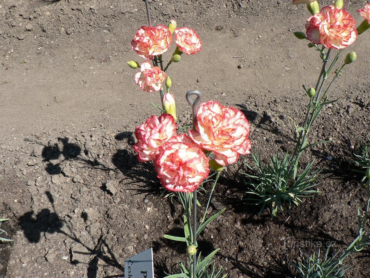 Klatovsk carnation