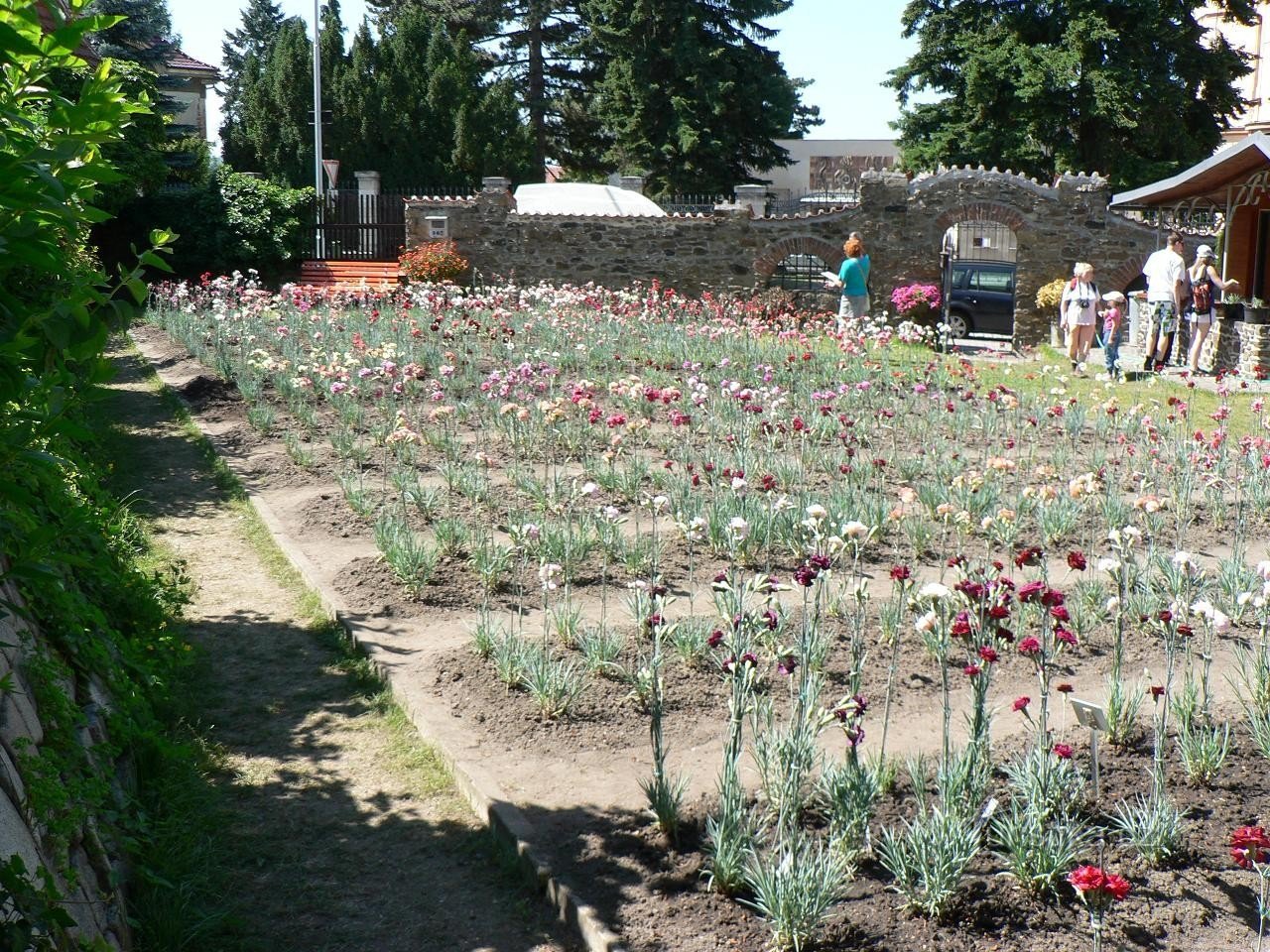 Klatovy, szegfűágyak