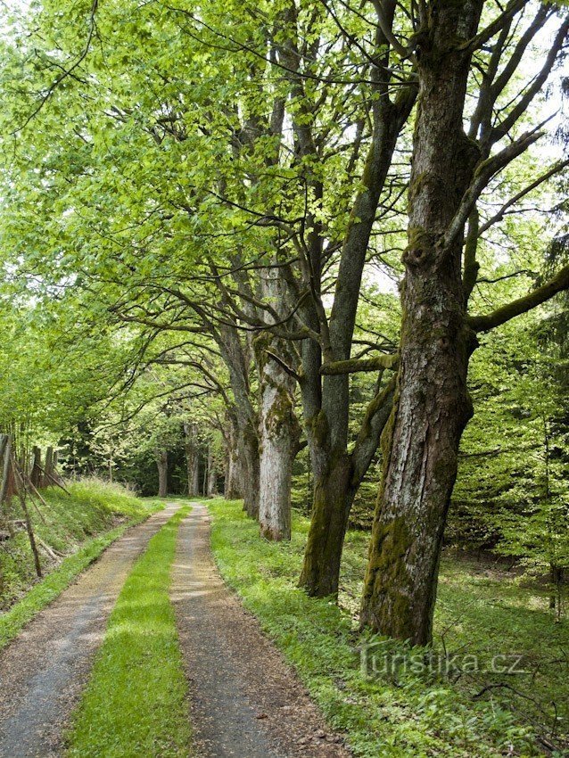 Allée de l'érable