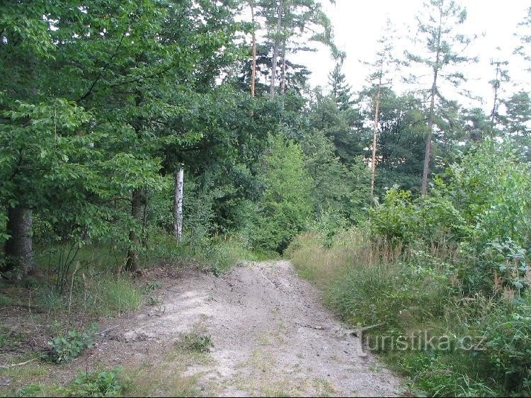 Kletenský bos langs de weg vanaf de dam