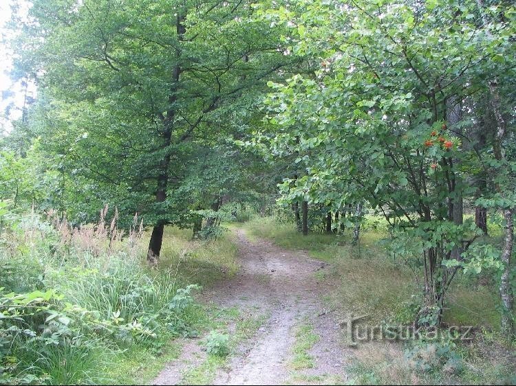 Kletenský bos langs de weg vanaf de dam