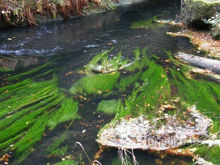 O fluxo calmo de abalone