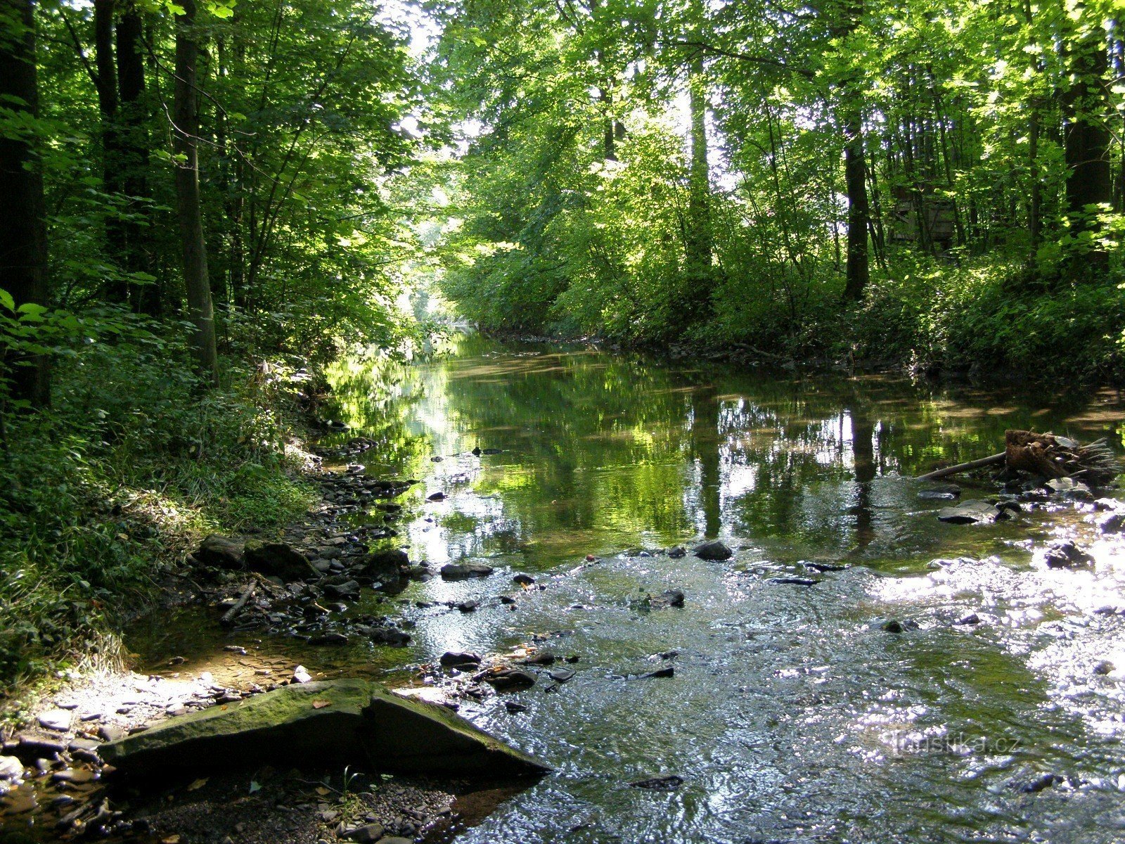 Il flusso calmo del fiume