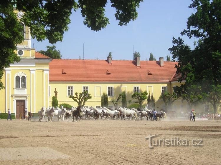 Kobile sa ždrebadima.....