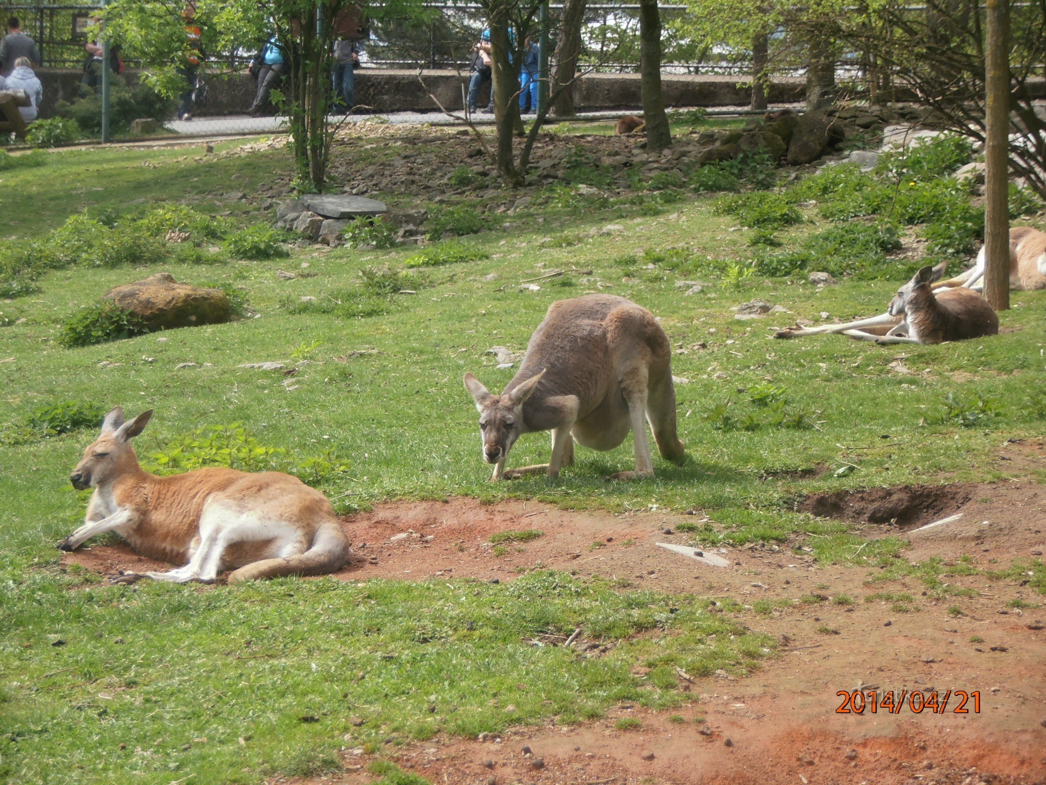 kangaroos and dogs