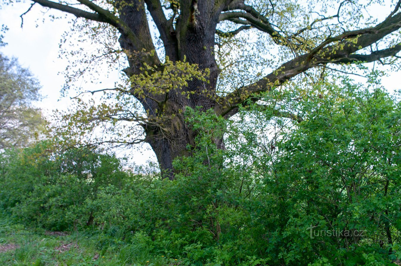 The trunk reaches a circumference of over 5 m