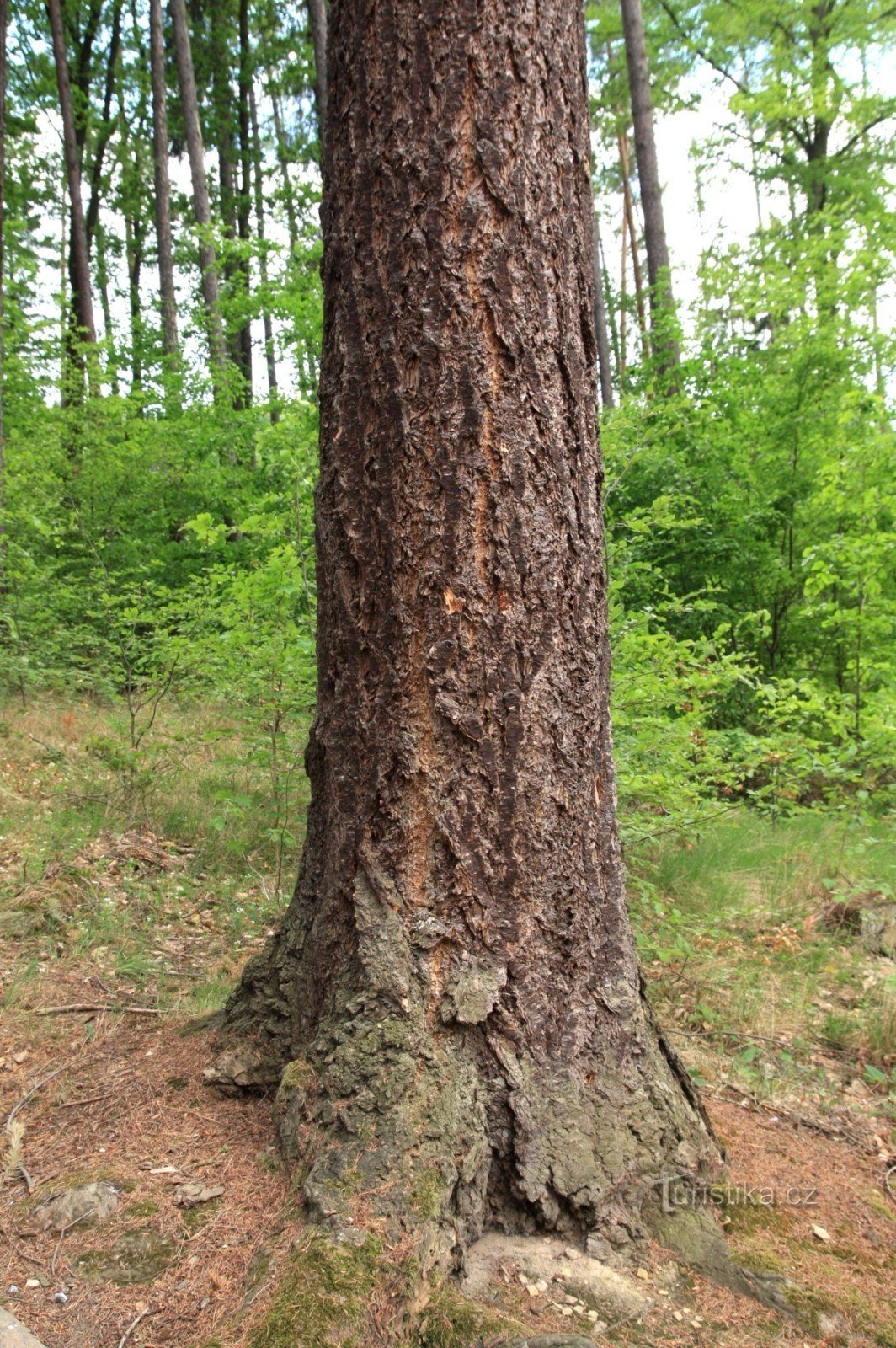 Douglas fir trunk