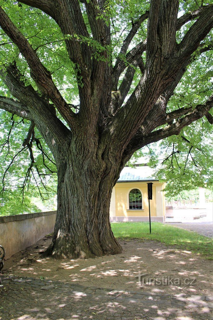 The trunk of the shepherd's linden