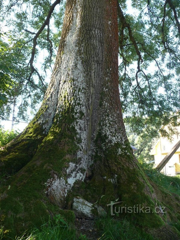 Un tronc de frêne avec des racines prononcées