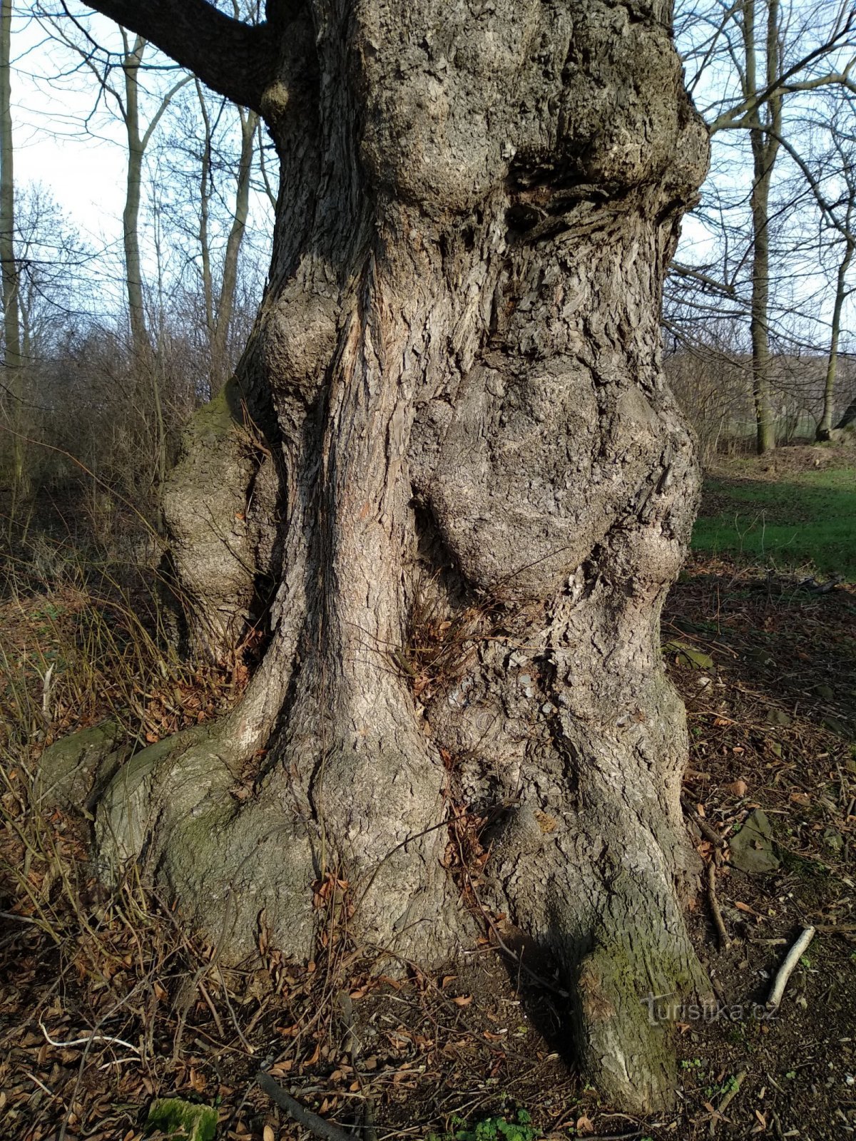 the trunk of the memorial tree