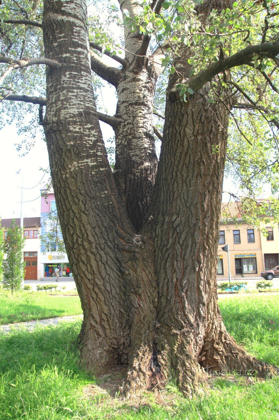 木の幹