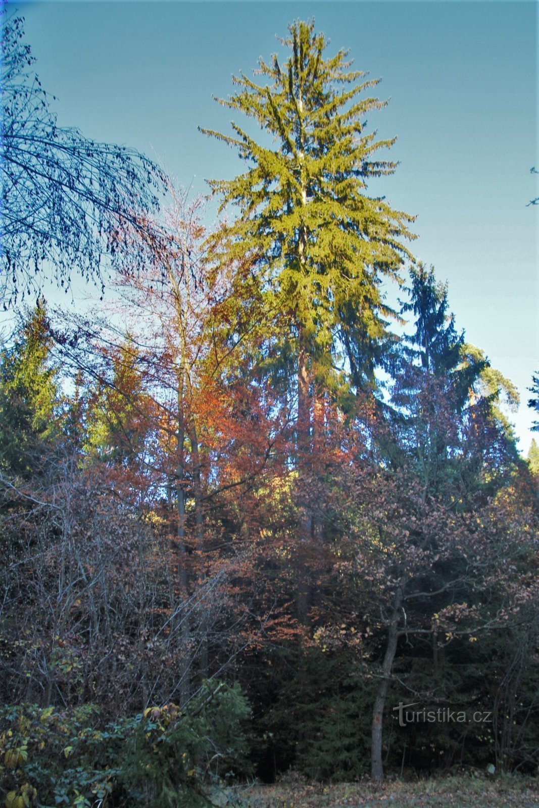 I tronchi di abete superano gli alberi circostanti di oltre dieci metri
