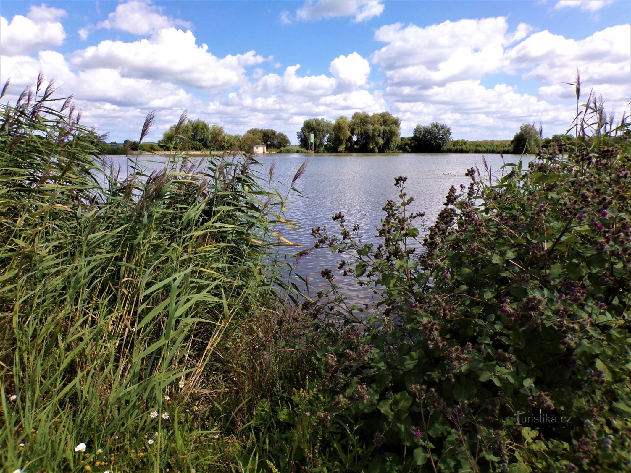 Knežský rybník (Стара Вода, 11.8.2021)