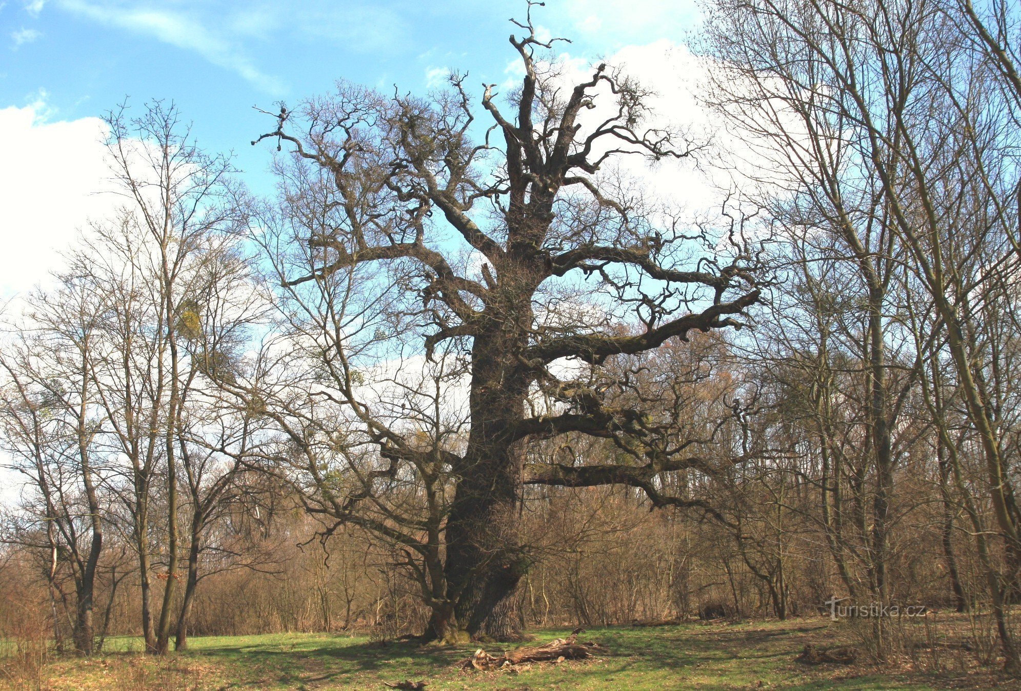 Princely oak