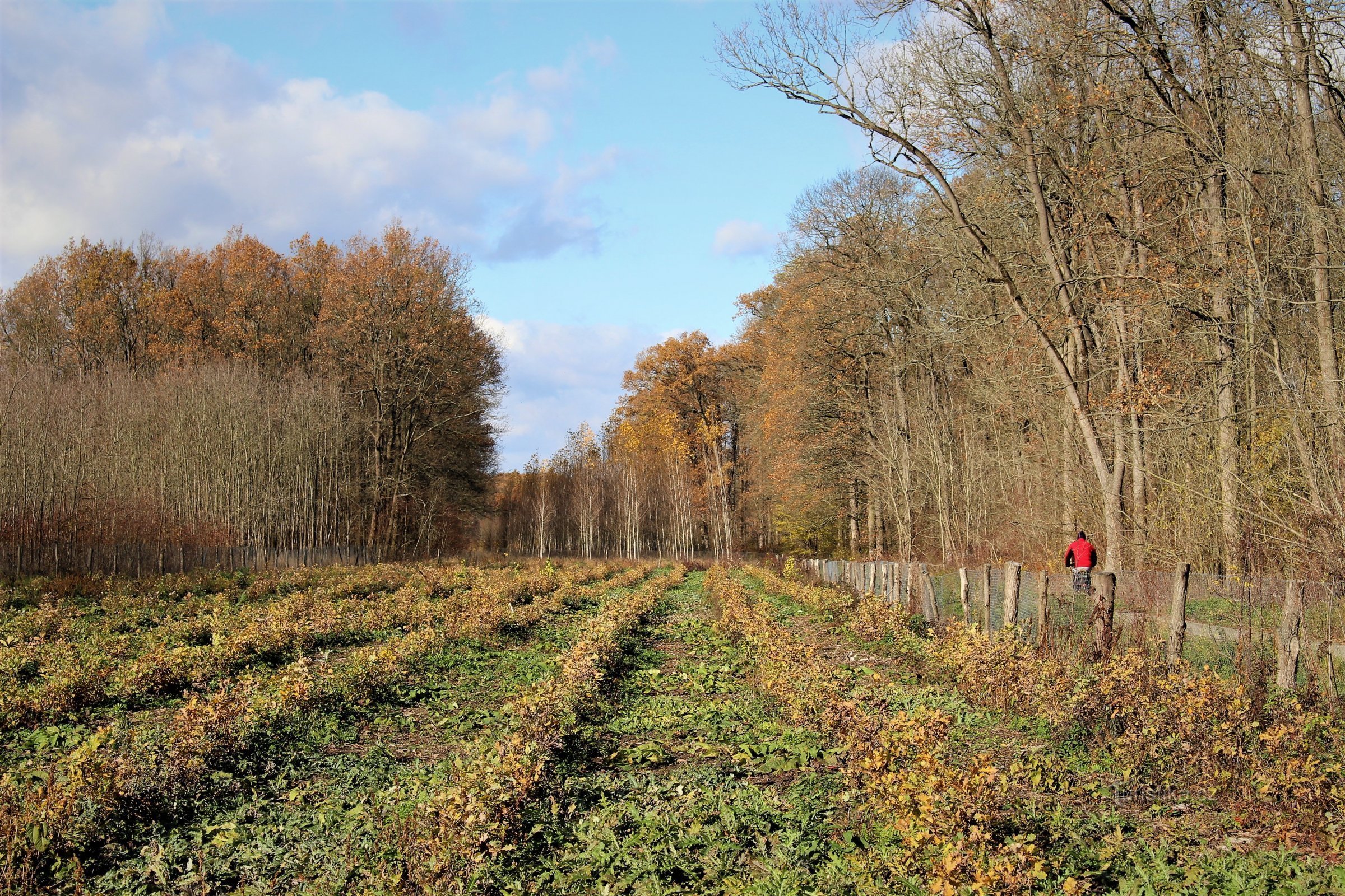 Het prinselijke bos bij Nosislav