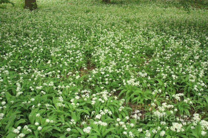 Un covor de usturoi sălbatic într-o pădure de câmpie inundabilă