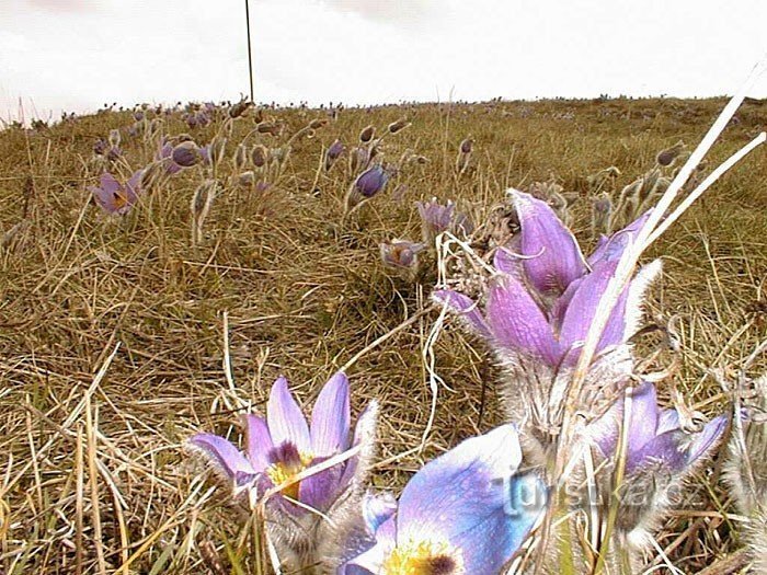 Saltamontes de flores grandes