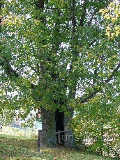 Kobz hárs - 525 m tengerszint felett: Nagylevelű hárs Magasság: 24 m Törzs kerülete: 630 cm St