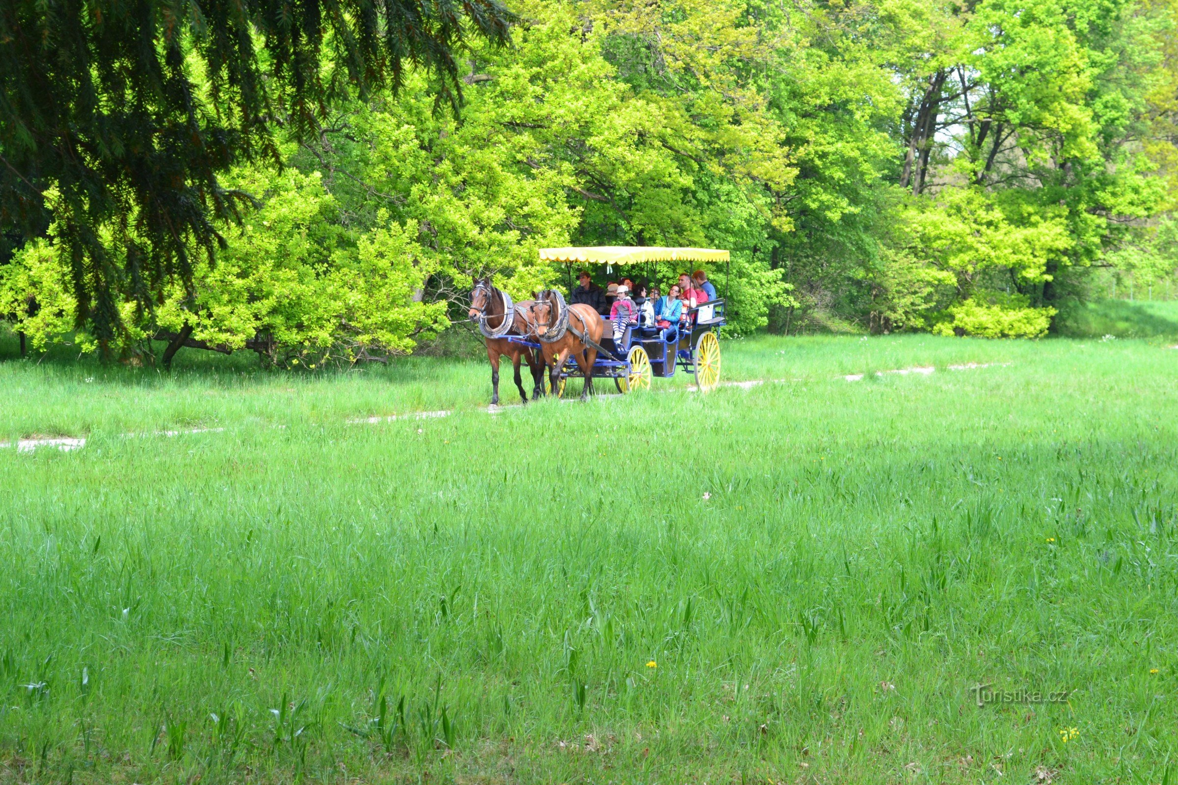 koets in het park