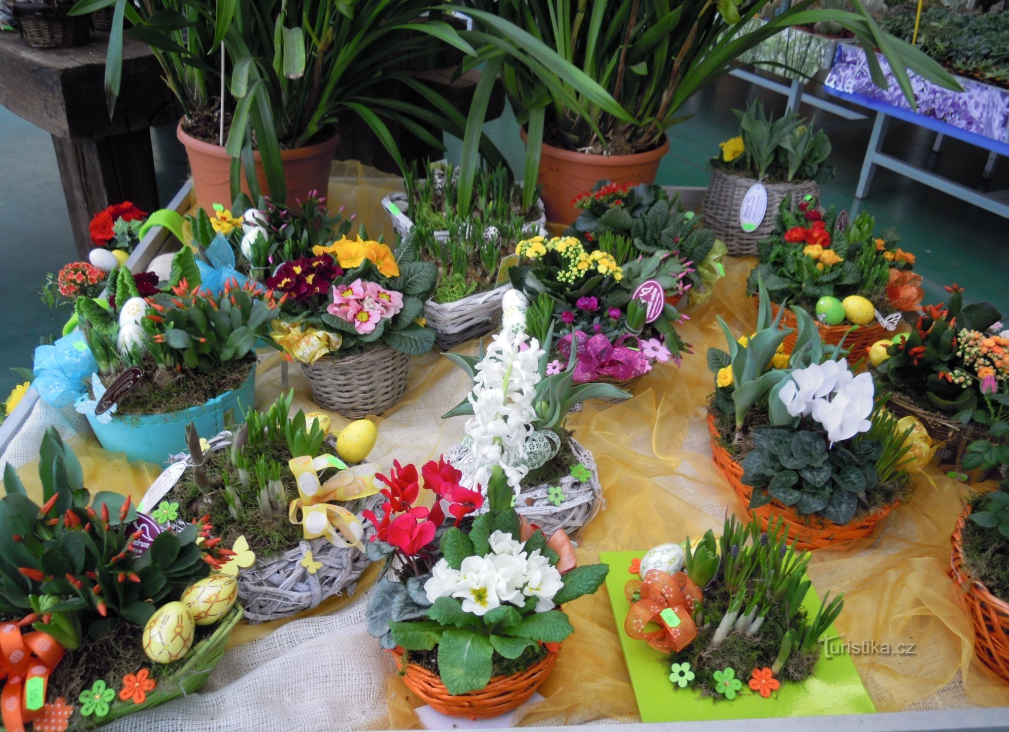 Je me régale à nouveau dans l'horticulture de Chládek