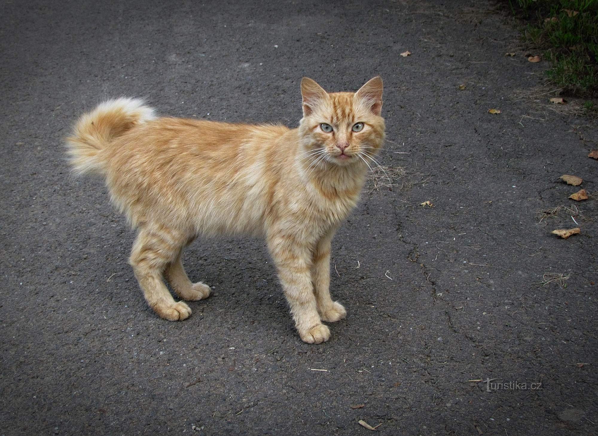 乌耶兹德 (Újezd) 的猫科动物，靠近 Valašské Klobouky