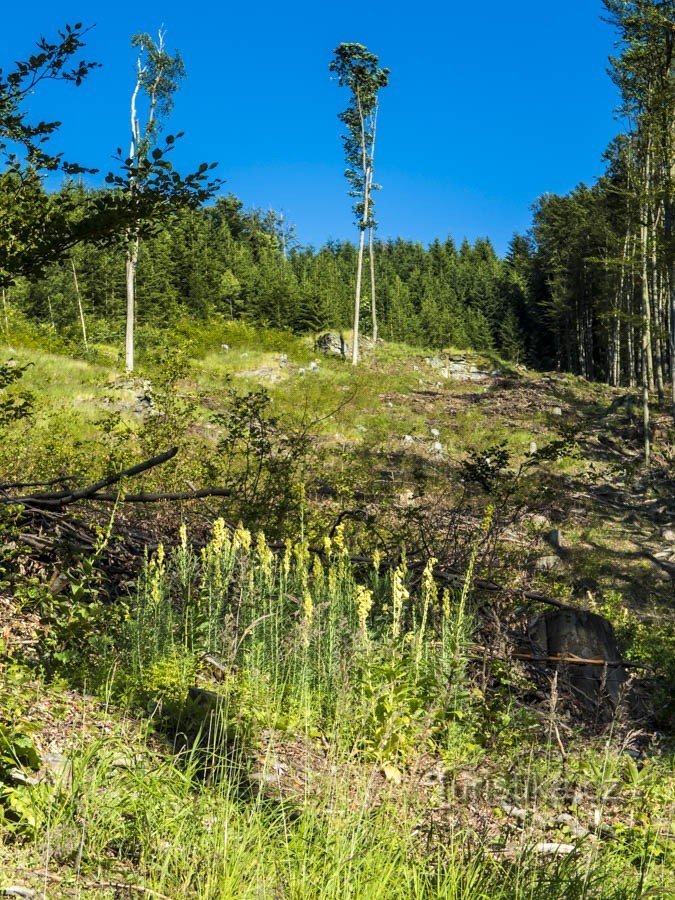 Pisică rockery