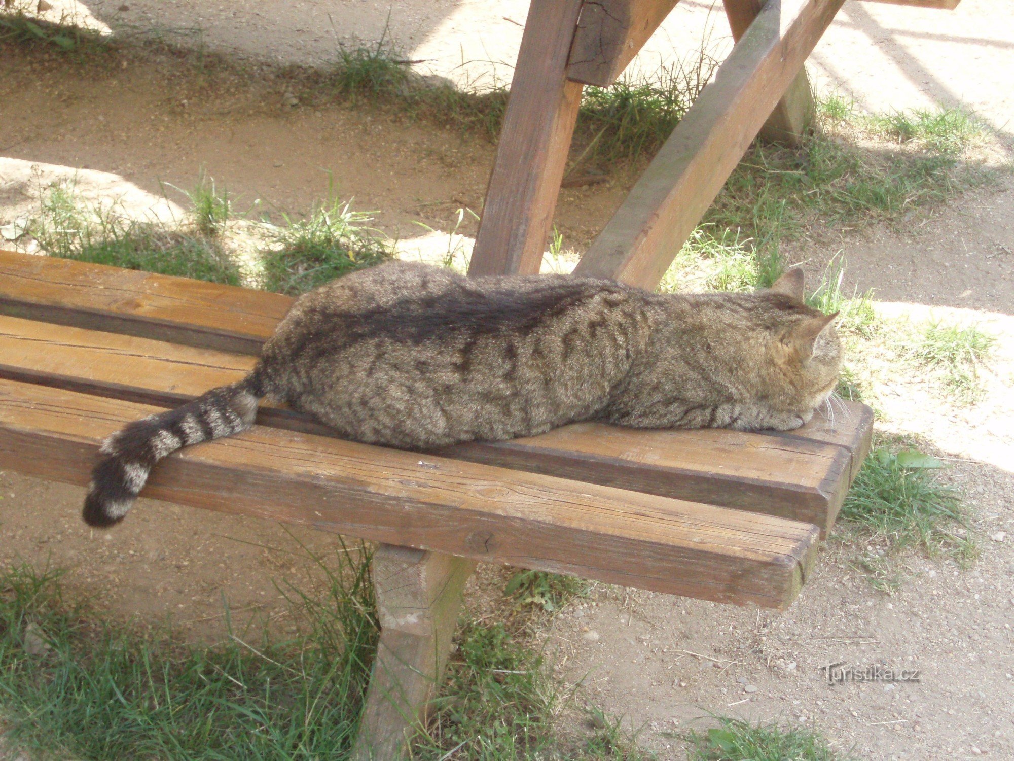 飼い猫、地域警備員