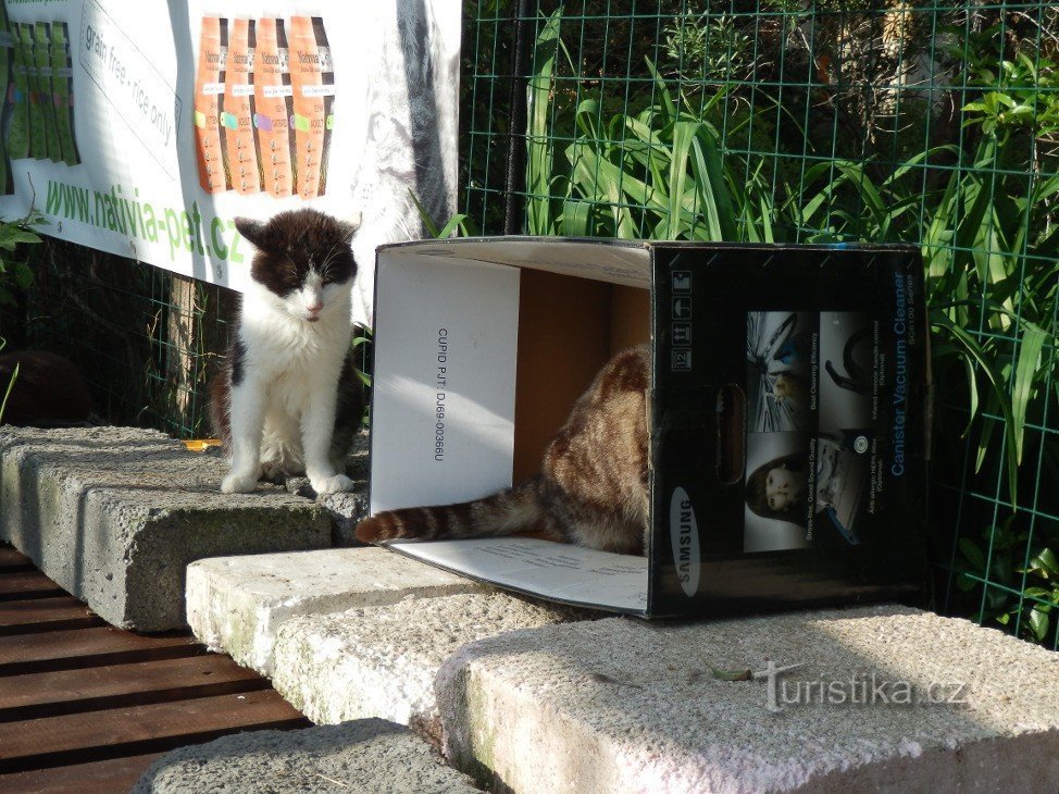 gatos gostam de caixas