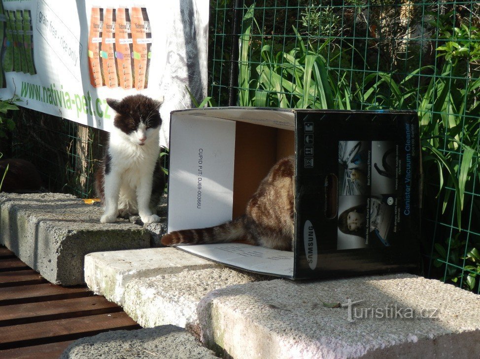 Les chats aiment les boîtes