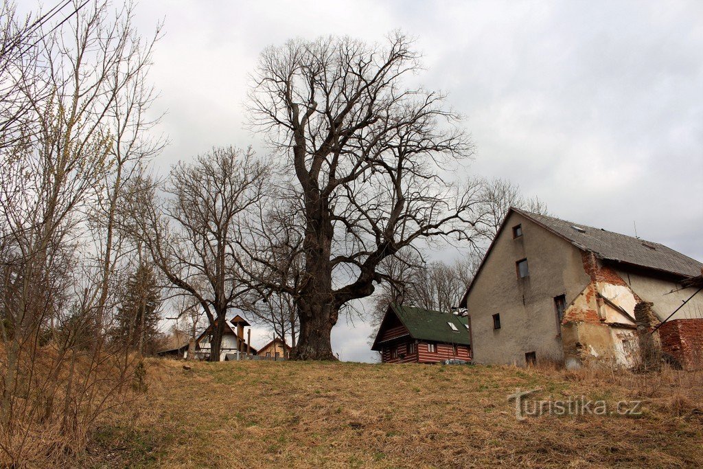 Lipa Koišická.