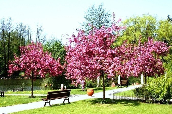 Dormitory garden