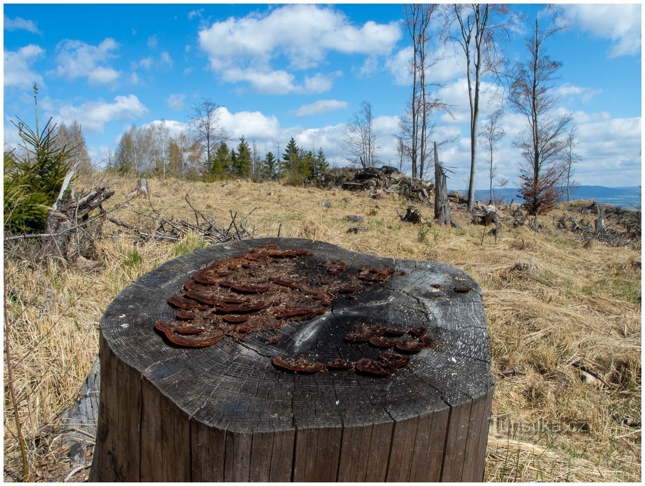 Bradloa ympäröivä metsä on pahasti vaurioitunut kaarnakuoriaisten ja tuulen takia