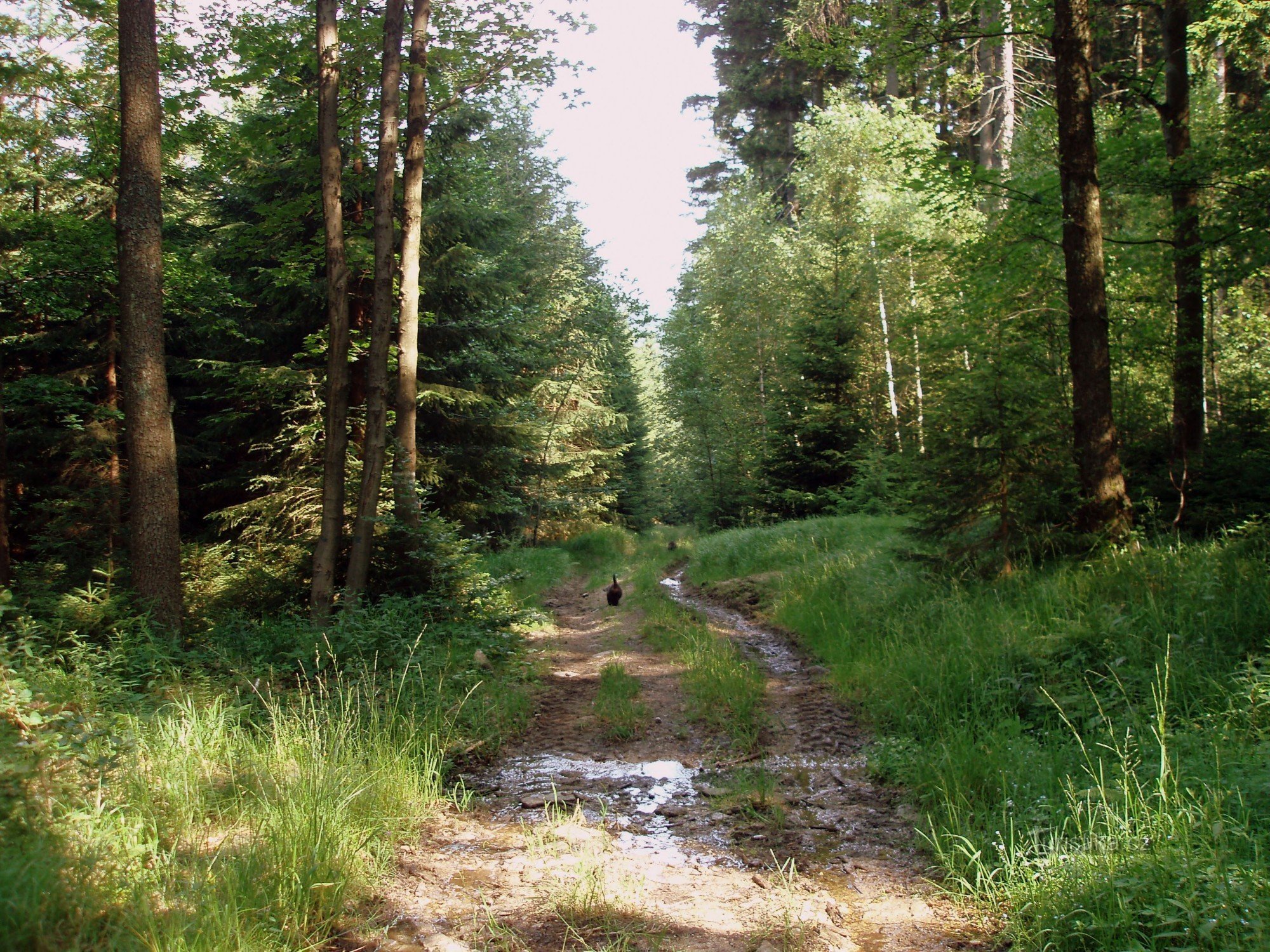 around Rabštejnské brook