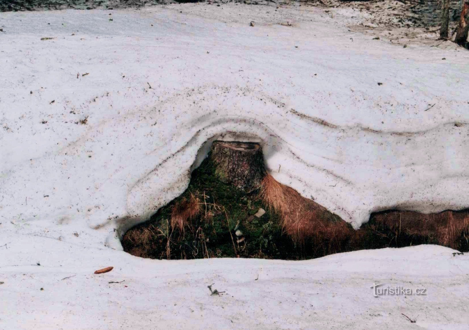 hoe vaak heeft het die winter in Šumava gesneeuwd?