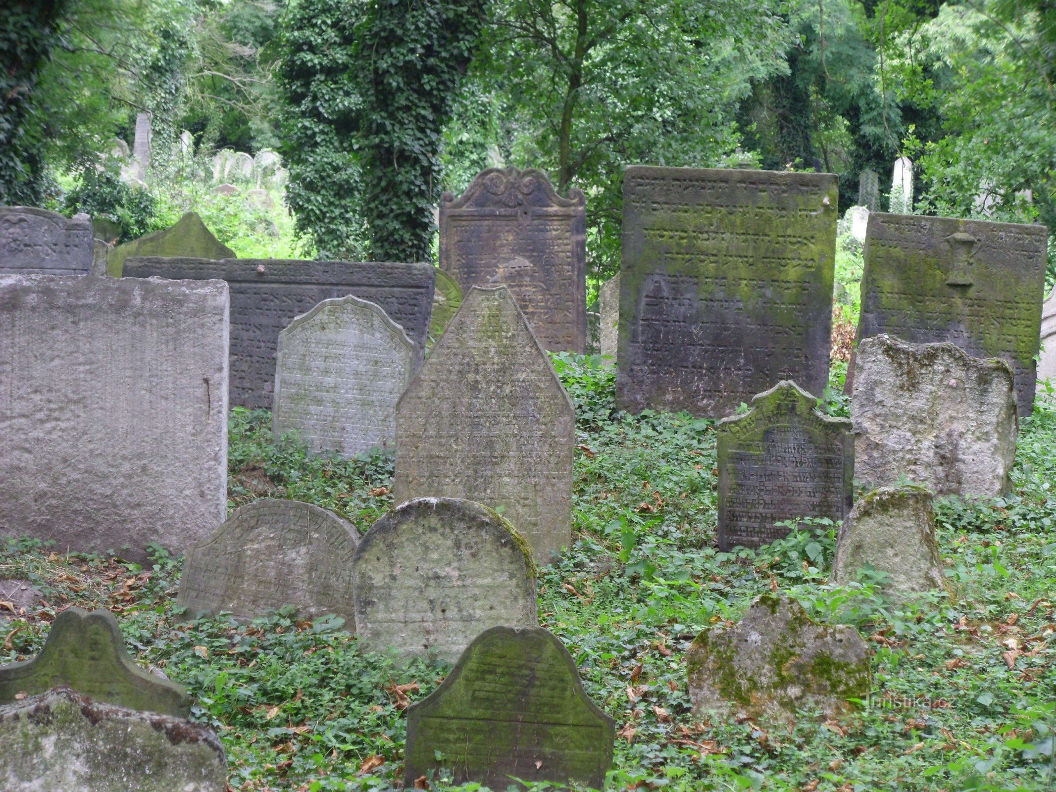 Colonia - cementerio judío
