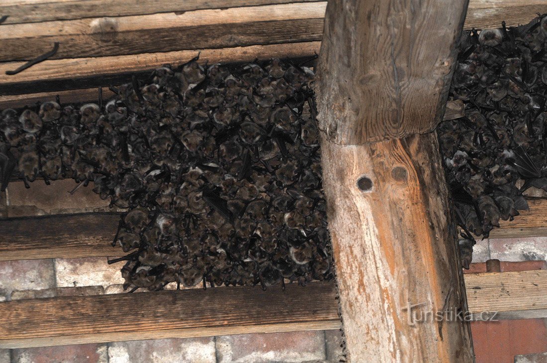 een kolonie grote vleermuizen op het kasteelterrein
