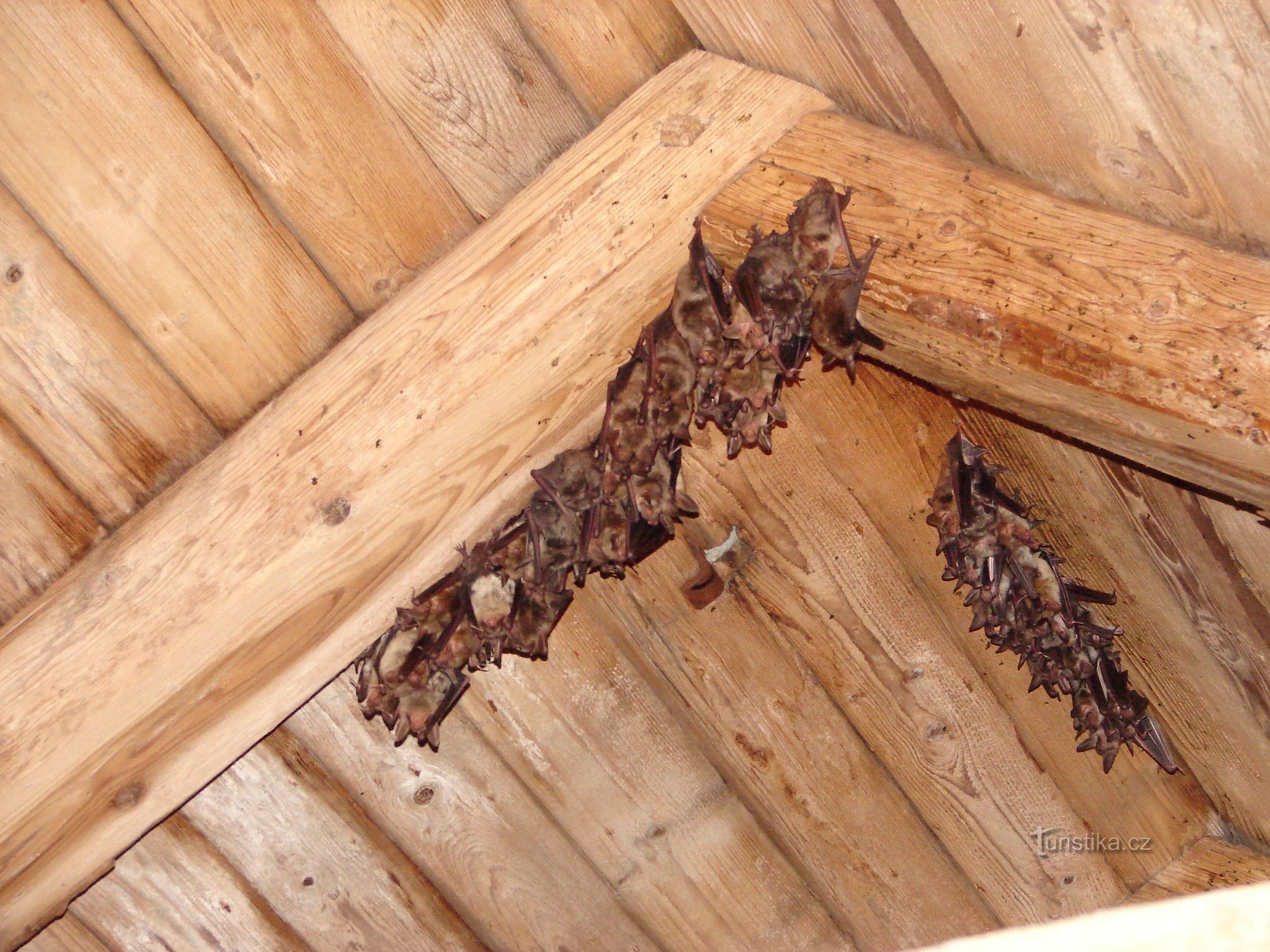 en koloni av stora fladdermöss i slottet
