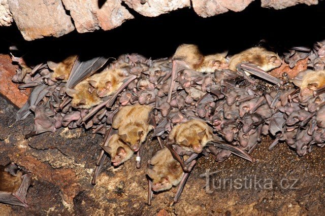 Kolonie großer Fledermäuse, Jungtiere auf Točnik